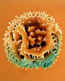 Illustration of a pollen grain Illustration of a pollen grain