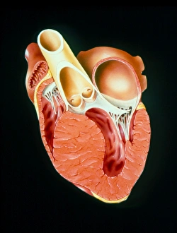 Illustration of section through human heart Illustration of section through human heart