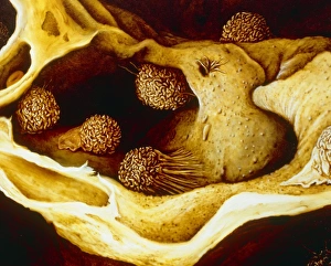 Illustration showing alveoli in the human lung Illustration showing alveoli in the human lung