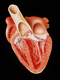 Illustration showing the heart in cross-section Illustration showing the heart in cross-section