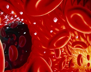 Illustration showing interior of a blood vessel Illustration showing interior of a blood vessel