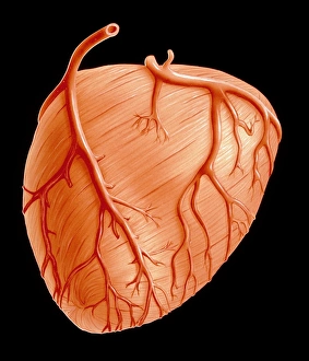 Illustration showing the major coronary arteries Illustration showing the major coronary arteries