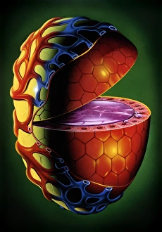 Illustration of single thyroid follicle Illustration of single thyroid follicle