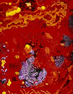 Illustration of structure of human hepatocyte Illustration of structure of human hepatocyte