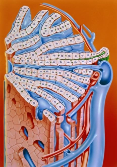 Illustration of the structure of the liver Illustration of the structure of the liver