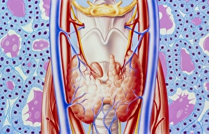 Illustration of thyroid gland and microscopic view Illustration of thyroid gland and microscopic view