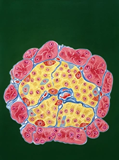 Illustration of tissues of the pancreas Illustration of tissues of the pancreas
