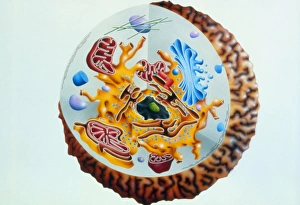 Illustration of the ultrastructure of a cell Illustration of the ultrastructure of a cell