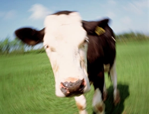 Image simulating cow with mad cow disease (BSE) Image simulating cow with mad cow disease (BSE)