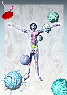 Skeletal System Anatomy Prints: Immune system components