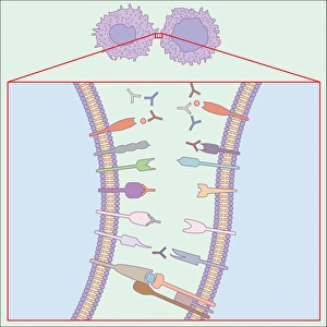 Prints of Immune system. Computer artwork showing how T-cells (right), antibodies (Y-shaped) and antigen-presenting cells (APC, left) interact during an immune response Images Dated 2010 November: Immune System Print
