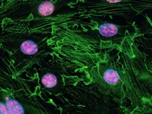 Immunofluorescent LM of fibroblast cell nuclei Immunofluorescent LM of fibroblast cell nuclei