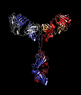 Immunoglobulin G antibody Immunoglobulin G antibody
