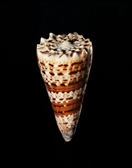 Tropical Ocean Wildlife Images Prints: Imperial cone shell C019 / 1314