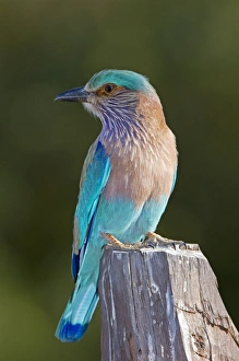 Framed Print : Indian Roller Perched Print