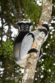 Indri Lemur Prints: Indri n a tree