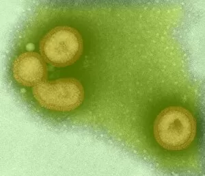 Images Dated 30th July 2002: Influenza viruses, TEM