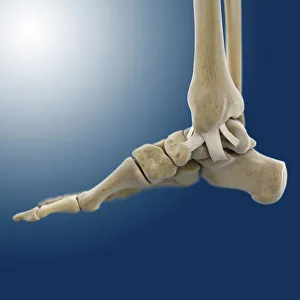 Inner ankle ligaments, artwork C013/4451 Inner ankle ligaments, artwork C013/4451