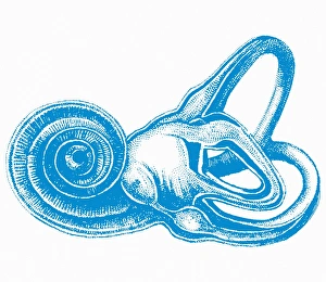 Inner Ear Print