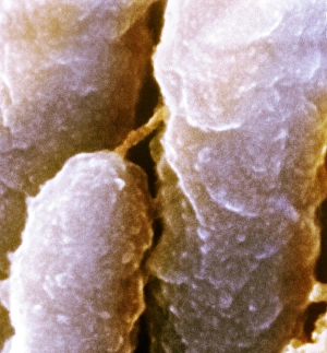 Inner ear hairs, SEM Inner ear hairs, SEM