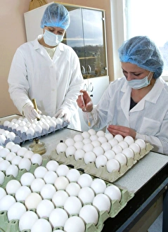 Vaccine Development Prints: Inoculating chicken eggs