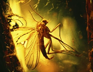 Insect in amber Insect in amber