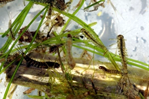 Aquatic Invertebrates Prints: Insect larvae