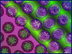 Virology Images Prints: Insect viruses, TEM