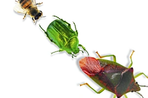 Bee Wildlife Photography Prints: Insects