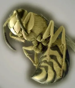 Prints of Common wasp (Vespula vulgaris), coloured scanning electron micrograph (SEM). These wasps are social insects. They live in underground nests of up to around 10, 000 workers Images Dated 2008 November: Common wasp Print, SEM image of head and body