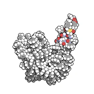 Prints of Insulin A chain. Computer model of an A chain of human insulin that has been synthesized on a crosslinked polystyrene solid support. This is an example of solid phase peptide synthesis (SPPS) Images Dated 2012 November: Insulin A chain Print - Solid Phase Peptide Synthesis Model