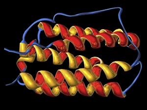 Molecular Biology Models Prints: Interferon, molecular model