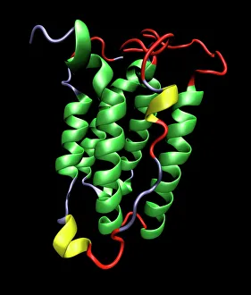 Prints of Interferon molecule. Computer model showing the secondary structure of a molecule of interferon Images Dated 2007 January: Interferon Molecule Print