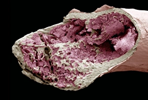 Prints of Interior of a bone. Coloured scanning electron micrograph (SEM) of a long bone fractured to show its interior. The outer layer (pink) of the bone comprises proliferating cartilage Images Dated 2007 April: Interior of a bone, SEM Print