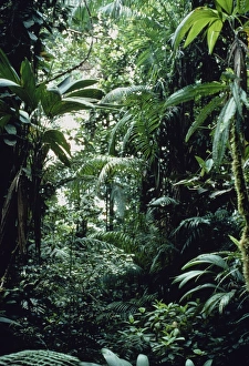 Interior of montane rainforest Interior of montane rainforest