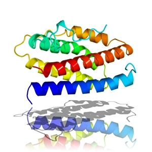 Images Dated 14th March 2008: Interleukin-6 Molecular Model Print