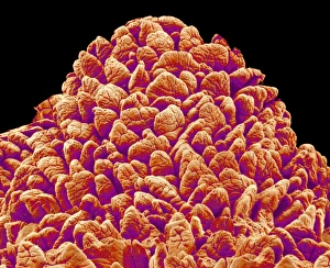 Framed Print : SEM Print of Intestinal Lining with Villi Framed Print : SEM Print of Intestinal Lining with Villi