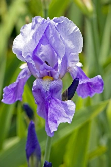 Flower Photography Prints: Iris Blue Rhythm