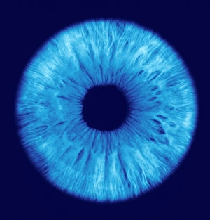 Human Eye Anatomy Prints: The iris of the eye