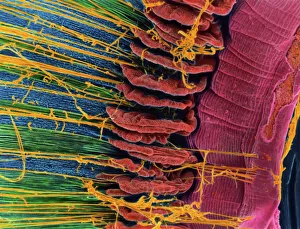 Human Body Prints: Print of Iris of the eye, SEM