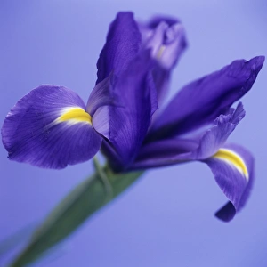 Bearded Iris Prints: Iris flower (Iris sp. )