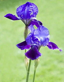 Flower Photography Prints: Iris flowers