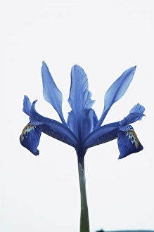 Iridaceae Family Prints: Iris (Iris reticulata)