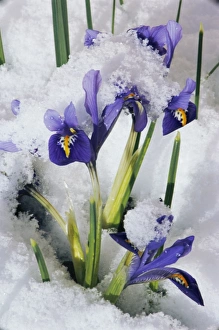 Winter Flowers Prints: Iris (Iris reticulata Joyce )