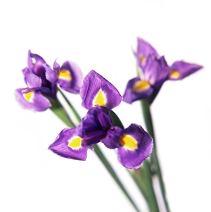 Bearded Iris Prints: Iris (Iris sp. )