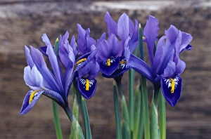 Iris Reticulata Prints: Iris Joyce flowers