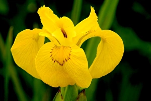 Yellow Water Lily Prints: Iris pseudacorus C016 / 7710