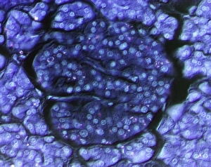 Pancreatic Islet of Langerhans Print