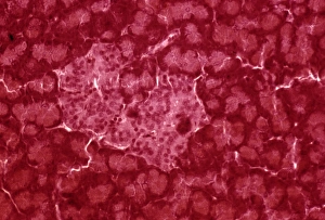 Pancreas Islet of Langerhans Print
