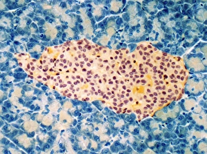 Pancreatic Islet of Langerhans Print